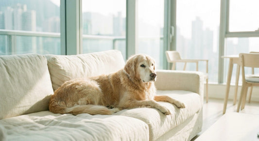 Senior Golden Retriever resting at home showing common senior dog behaviour changes in older dogs
