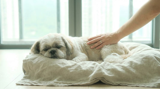 Senior Shih Tzu resting in modern Hong Kong apartment with owner — recognizing subtle signs of dog aging