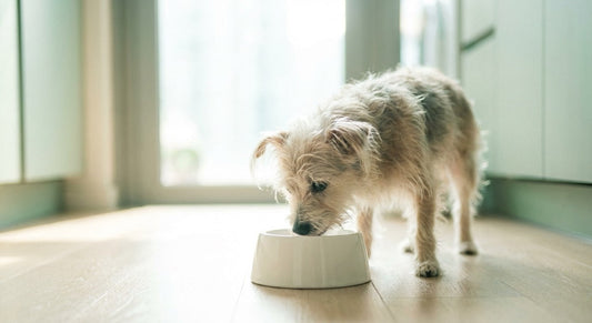 Senior dog drinking water from a bowl