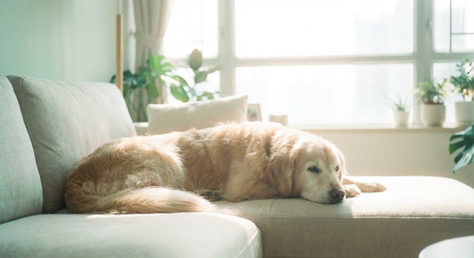 Why Senior Dogs Gain Weight (Even When They Eat the Same Amount)
