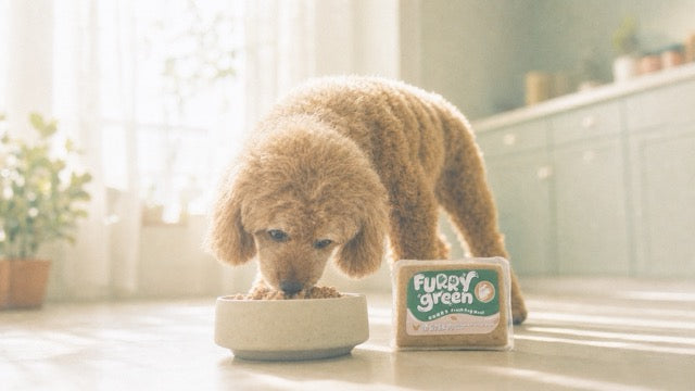 Senior Dog Nutrition: What Furry Green Senior Chicken Recipe Gets Right