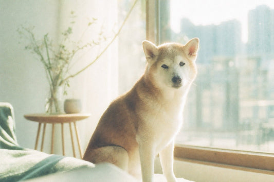 7 Signs of Cognitive Decline in Senior Dogs: A Guide for Dog Parents in Hong Kong