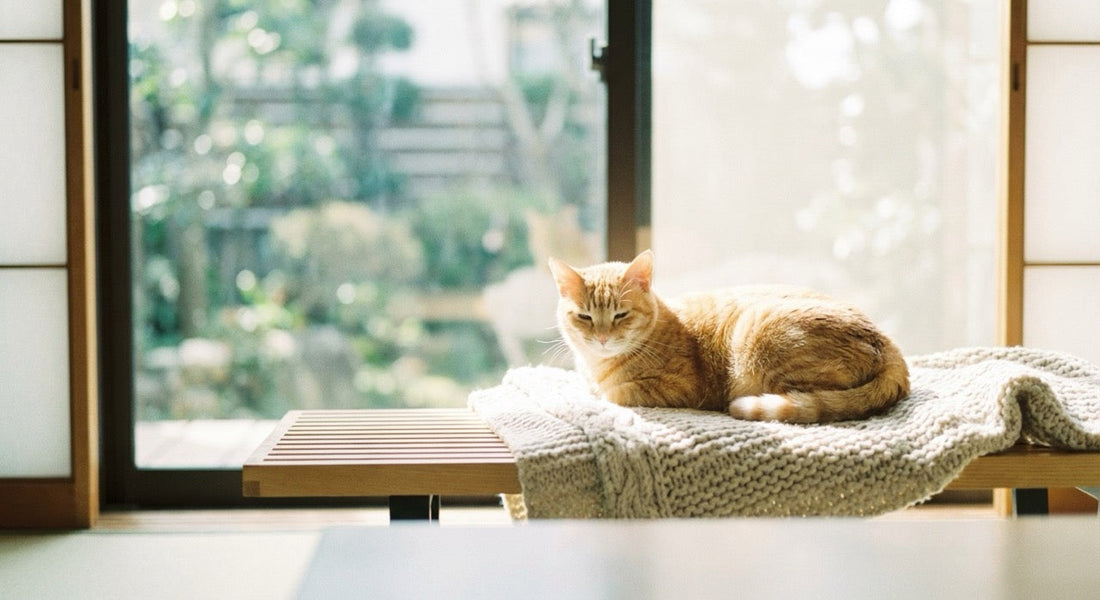 Orange tabby male cat resting on apartment sofa — illustrating why ginger cats are predominantly male due to X chromosome genetics