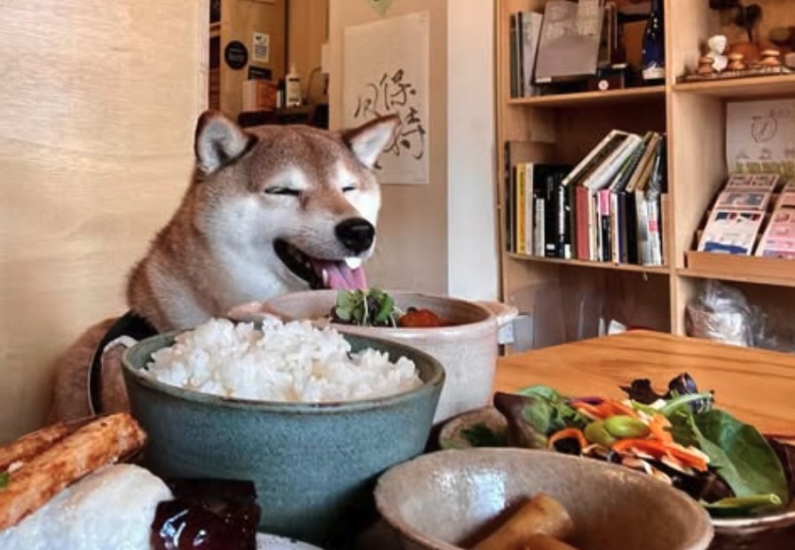 Licencsed Pet Friendly Restuarant in Hong Kong