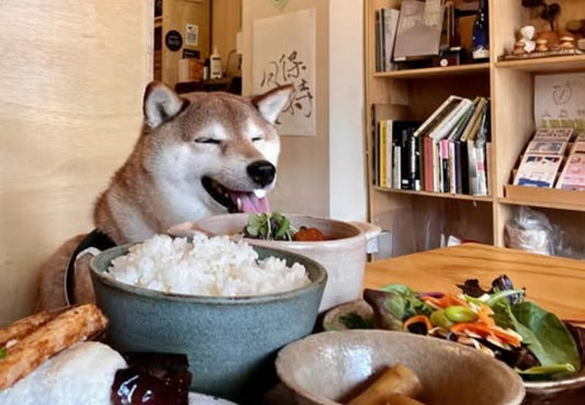 Licencsed Pet Friendly Restuarant in Hong Kong