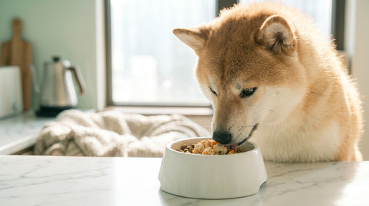 Can You Mix Fresh Food and Kibble in the Same Bowl?