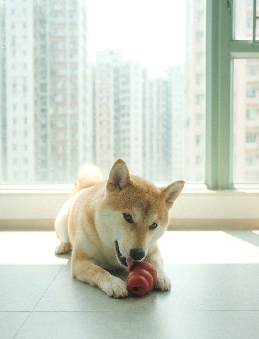 Can Dogs Eat Peanut Butter?