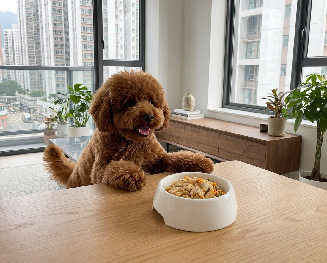 A brown poodle dog eating Furry Green's Chicken Pumpkin gently cooked dog food