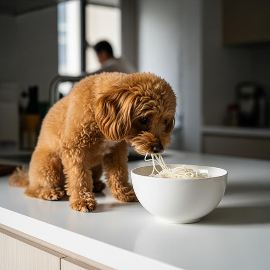 a mini poodle eating rice noodle in a Hong Kong ktichen