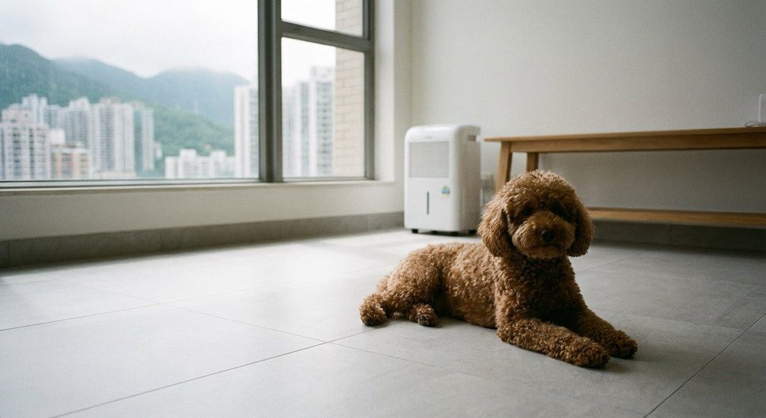 Poodle resting in Hong Kong apartment with dehumidifier during humid spring season.