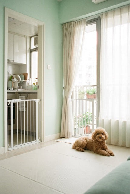 Indoor Living for Dogs: How to Create a Safe and Comfortable Home
