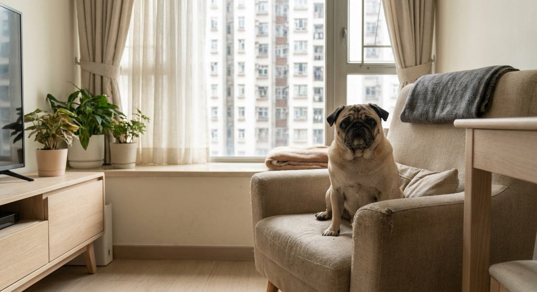 Pug in Hong Kong: A Friendly Urban Guide (Plus Kids, Care Level, and Common Complaints