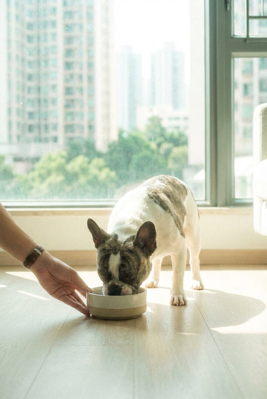 🐶 Why Does My Dog Smell? Causes, Fixes, and When to See the Vet