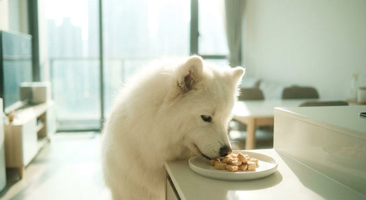 7 Ingredients to Avoid in Pet Treats (And What to Buy Instead)