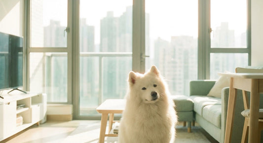 White Samoyed dog resting in a modern Hong Kong apartment with natural light — Samoyed breed guide for Hong Kong owners
