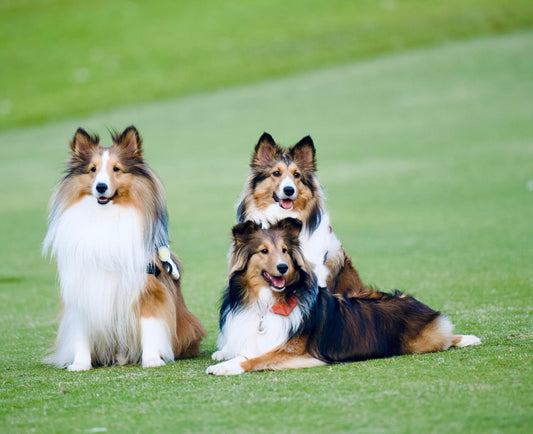 Meet the Shetland Sheepdog: Your Smart and Loyal Furry Friend 🐕