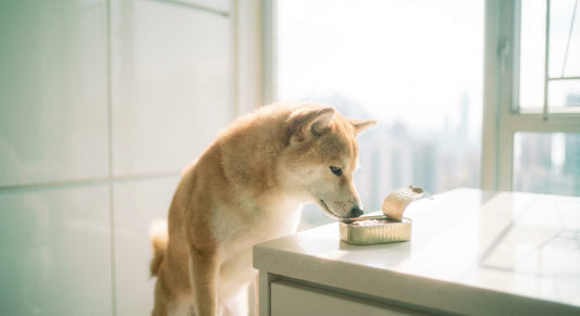 Shiba Inu sniffing human canned food on kitchen counter — can dogs eat human canned food safely