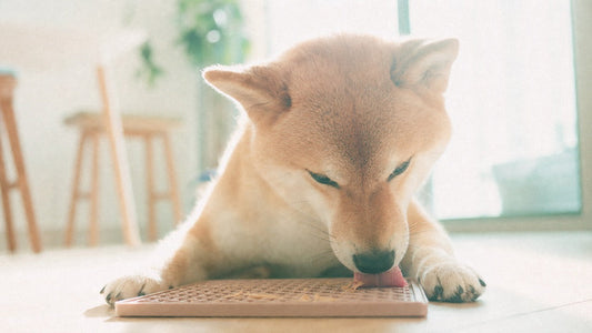 shiba inu dog is enjoying a small amount of xylitol-free peanut butter in a modern Hong Kong apartment