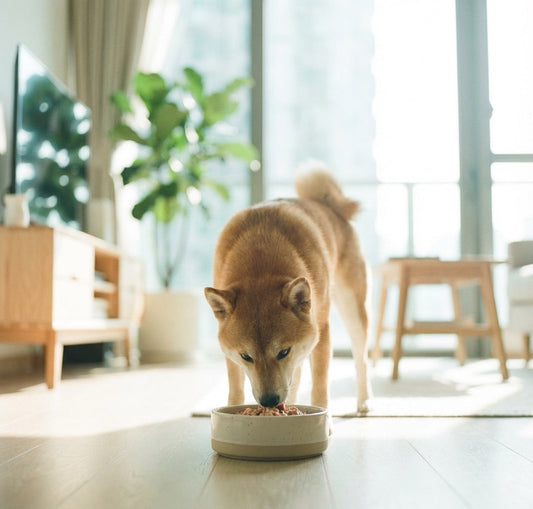 Shiba Inu eating Furry Green fresh dog food salmon recipe from a bowl at home