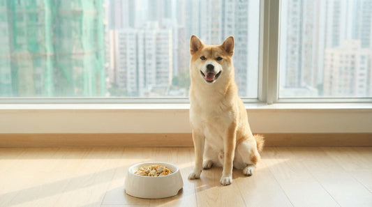 Shiba Inu waiting for fresh dog food meal in Hong Kong apartment, illustrating healthy dog weight management.