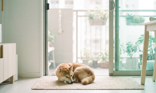 near screened apartment window — pet-safe mosquito control tips for Hong Kong pet owners