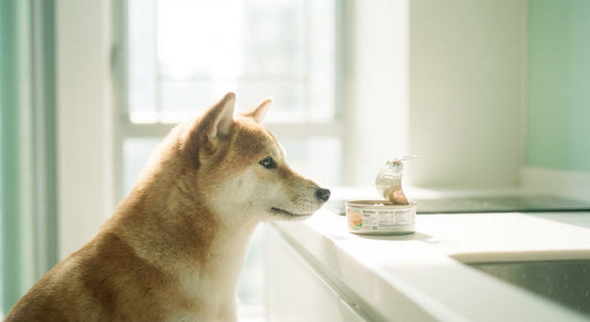 Shiba Inu looking at open canned tuna on kitchen counter, illustrating risks of canned tuna for dogs