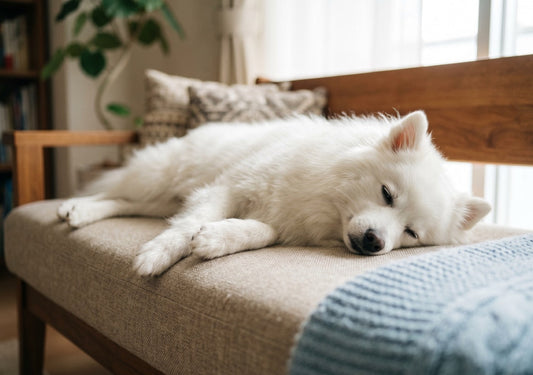 Japanese Spitz in Hong Kong: Breed Guide for First-Time Owners