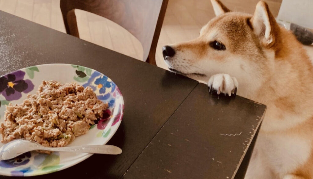 Pocky the Shiba of Furry Green Pets waiting to eat fresh pet food gently cooked
