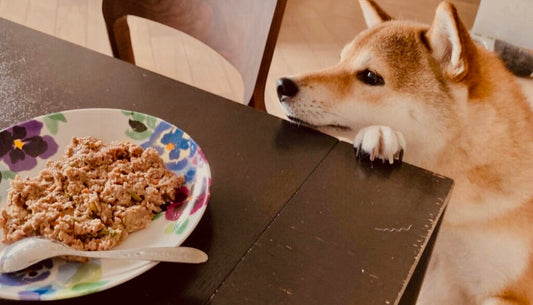 Pocky the Shiba of Furry Green Pets waiting to eat fresh pet food gently cooked