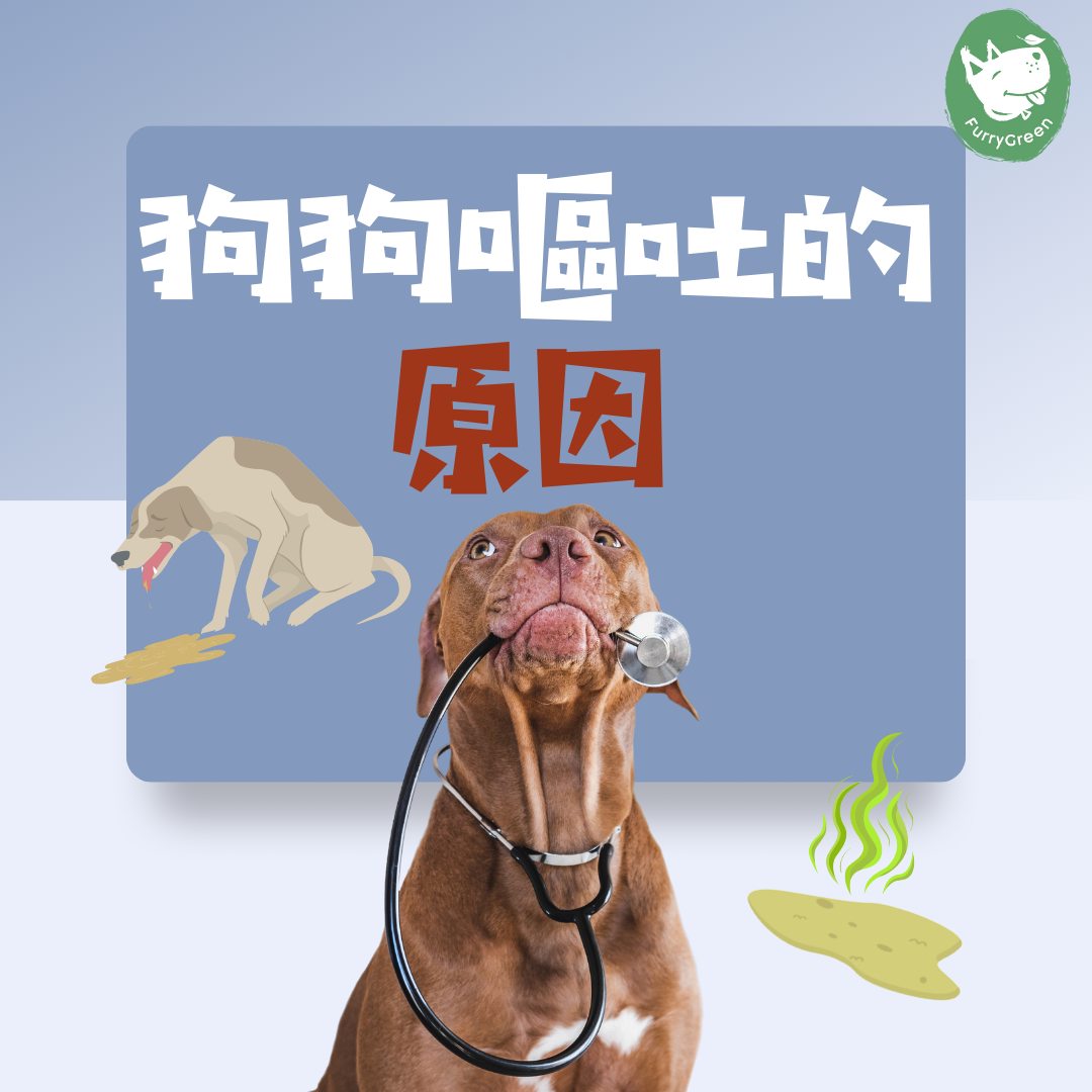 狗狗嘔白泡 點算呀？