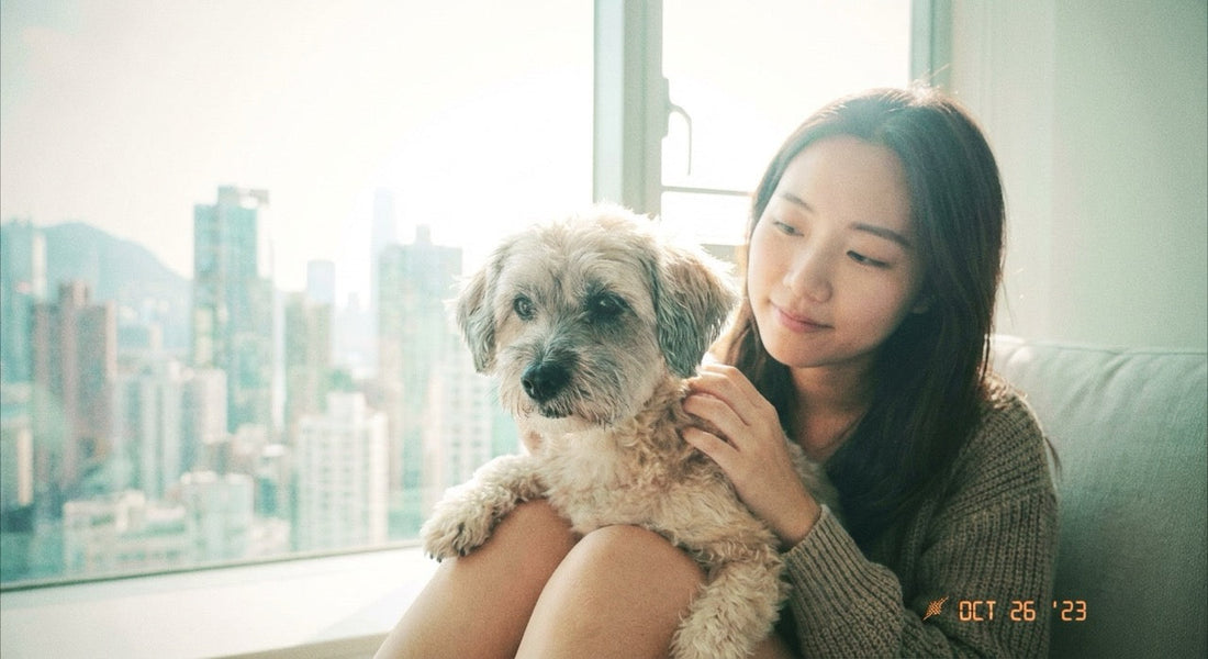 Senior Dog Blood Tests: What Should You Check After Age 7?