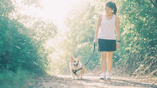 Snake Season in Hong Kong: What Every Dog Parent Needs to Know About Snake Bites
