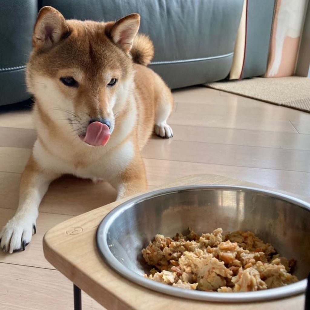 Pocky the Shiba enjoys Furry Green Gently Processed Dog Food