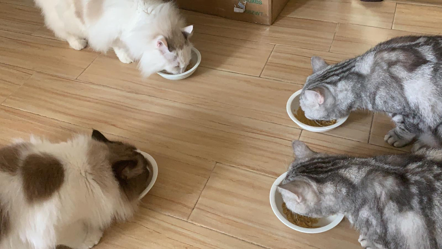 Cats enjoy Fresh Cat Food from Furry Green