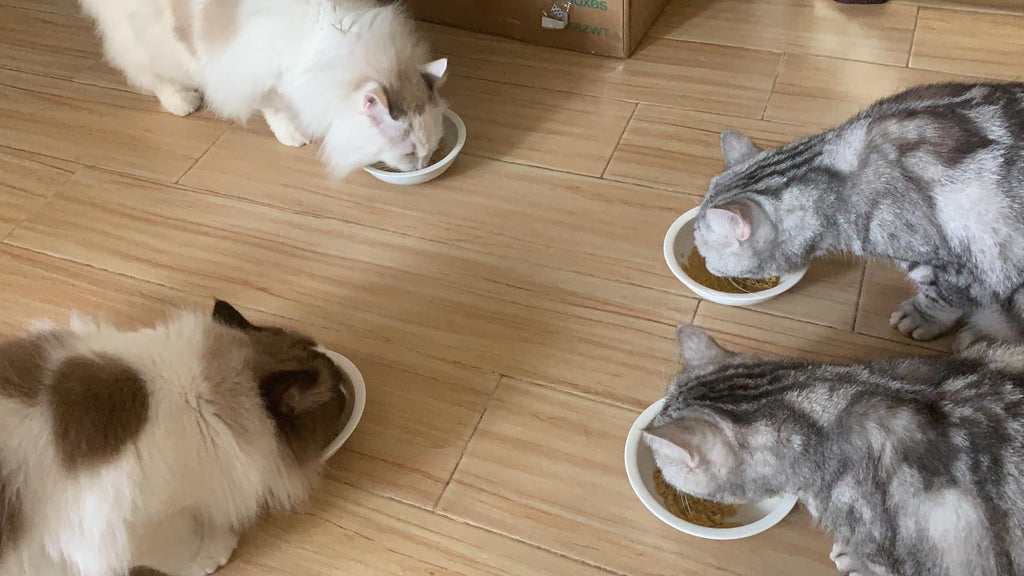 貓貓鮮食 Fresh Cat Food