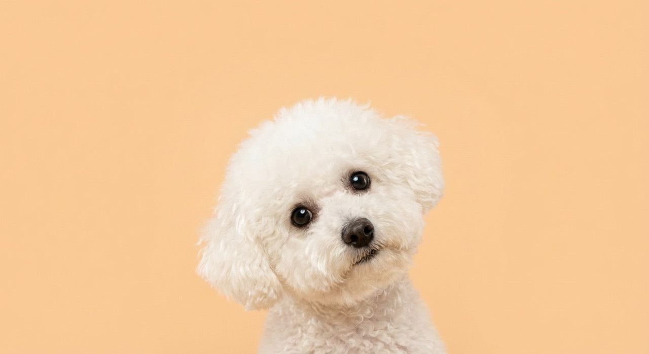 Fluffy Bichon a beige background