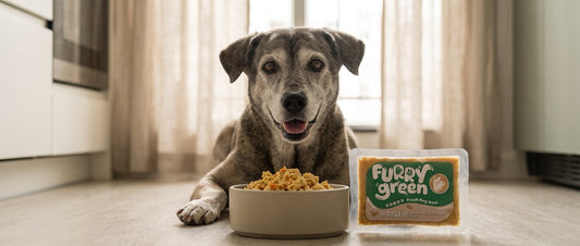 A Tong gau dog lies on a kitchen floor behind a bowl of wet dog food and a package of Furry Green fresh dog food for aging dogs. The dog has gray and white fur, and the kitchen has beige curtains and light wood flooring.