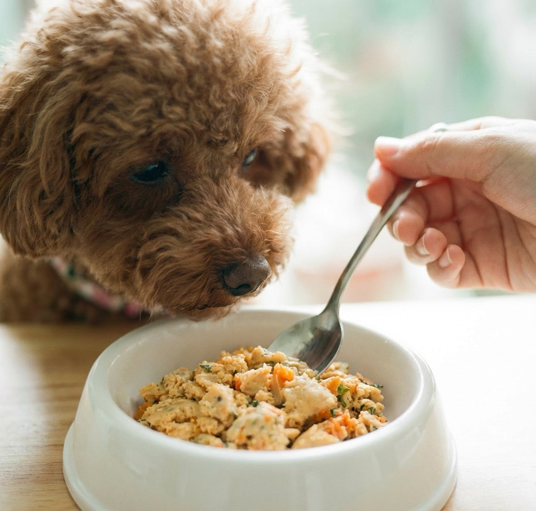 Small brown dog looking at a bowl of food with a hand holding a spoon